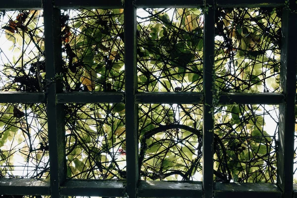 Durch Den Pergola Garten Mit Grünem Laub Und Hintergrundbeleuchtung — Stockfoto