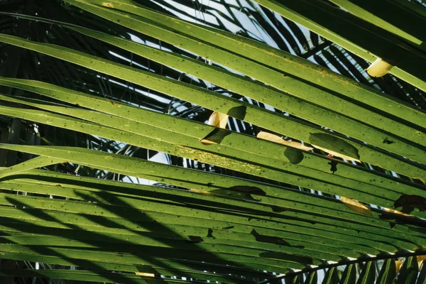 Groene Kokosnoot Verlaat Schaduw Onder Zonnige Dag — Stockfoto