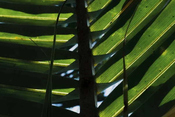 Groene Kokosnoot Verlaat Schaduw Onder Zonnige Dag — Stockfoto