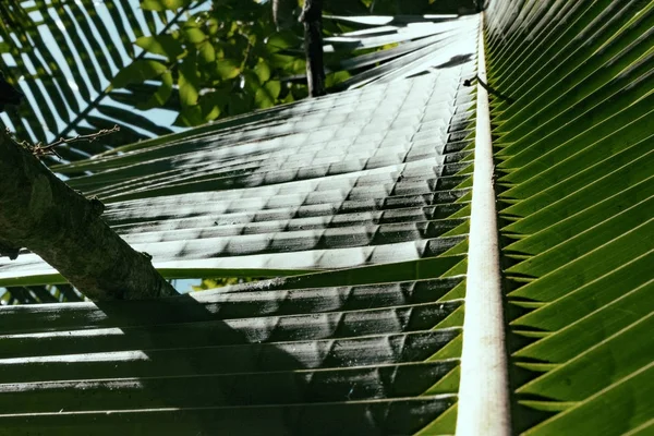 Verde Coco Deja Sombra Bajo Día Soleado Brillante —  Fotos de Stock