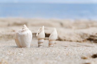 Yaz plaj arka plan ve portre resim kum üzerinde deniz kabukları