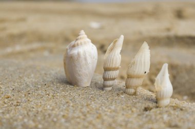 Yaz plaj arka plan ve portre resim kum üzerinde deniz kabukları