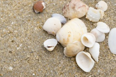 Yaz plaj arka plan ve portre resim kum üzerinde deniz kabukları