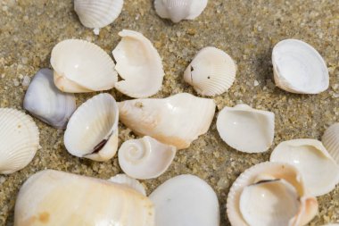 Yaz plaj arka plan ve portre resim kum üzerinde deniz kabukları