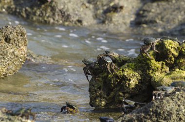 lightfoot yengeçler eş kenar boyunca Pangkor Adası, Malezya bir kaya oluşumu üzerinde grup