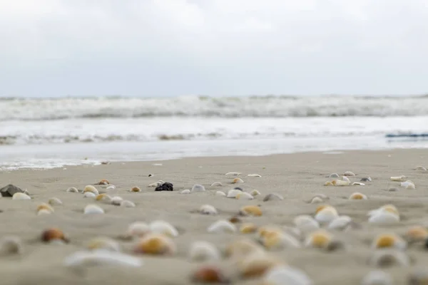 Fondo de playa de verano e imagen de primer plano de conchas marinas sobre arena — Foto de Stock