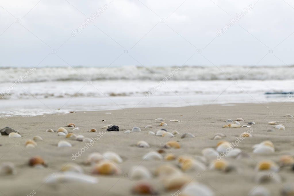 Summer beach background and closeup image of sea shells on sand