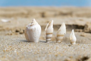 Yaz plaj arka plan ve portre resim kum üzerinde deniz kabukları