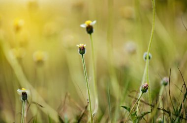 closeup yabani çiçek ve güneş ışığı etkisi