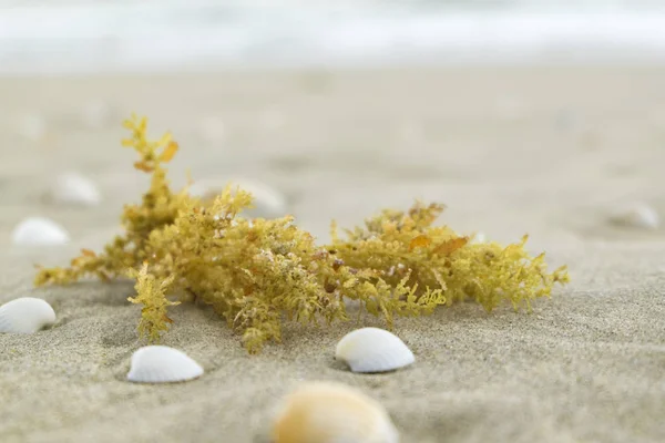 Summer beach background and closeup image of sea shells and alga — Stock Photo, Image