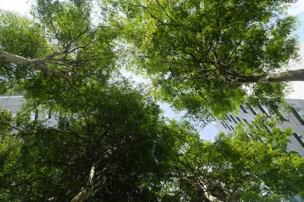 Edifício de escritório verde com reflexos vista de baixo para cima — Fotografia de Stock