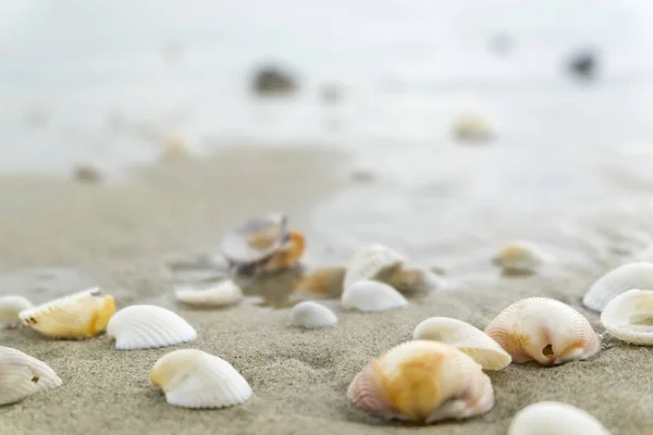 Summer beach background and closeup image of sea shells on sand Stock Image