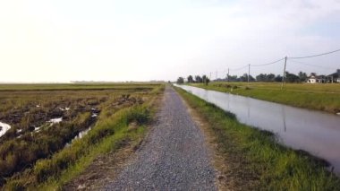 Rüzgar esiyor pirinç sapları ile yeşil alanın Timelapse görüntüleri.