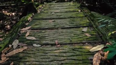 Yemyeşil güzel tropikal yeşil orman doğa