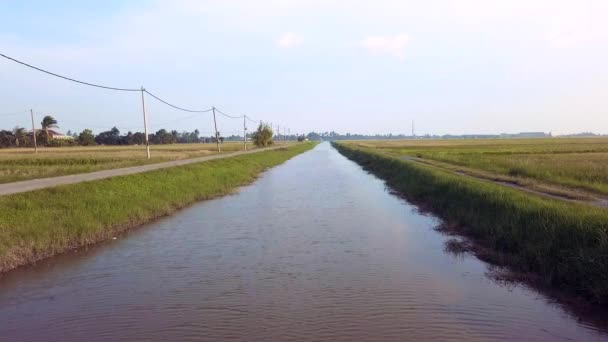 Timelapse metraje de campo verde con tallos de arroz balanceándose en el viento sopla . — Vídeo de stock
