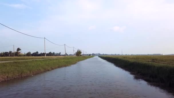 Timelapse bilder av grönt fält med ris stjälkar vajande i vinden blåser. — Stockvideo