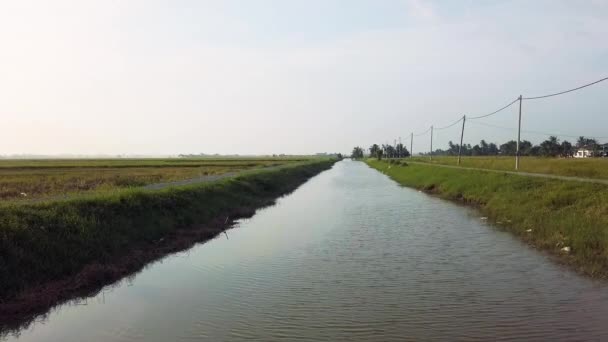 Timelapse bilder av grönt fält med ris stjälkar vajande i vinden blåser. — Stockvideo