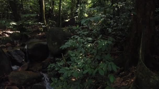 Bela Floresta Tropical Verde Natureza Exuberante — Vídeo de Stock