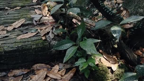 Bela Floresta Tropical Verde Natureza Exuberante — Vídeo de Stock