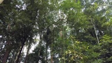 Yemyeşil güzel tropikal yeşil orman doğa