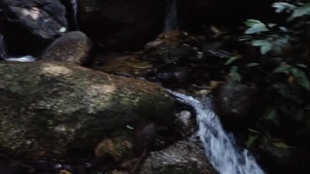 Hermosa naturaleza de bosque verde tropical en exuberante — Vídeo de stock