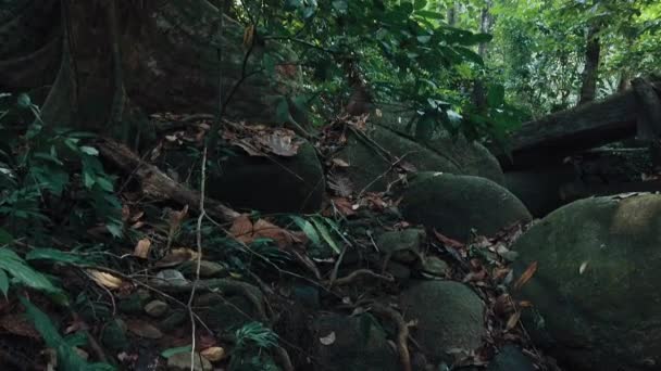 Bela Floresta Tropical Verde Natureza Exuberante — Vídeo de Stock