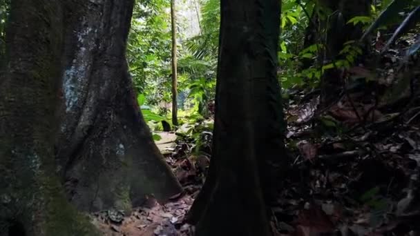 Bela Floresta Tropical Verde Natureza Exuberante — Vídeo de Stock