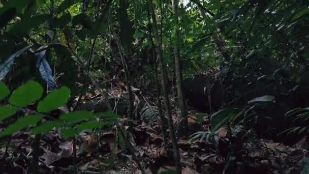 Belle forêt tropicale verdoyante nature luxuriante 