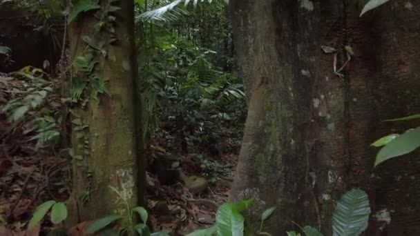 Belle forêt tropicale verdoyante nature luxuriante — Video