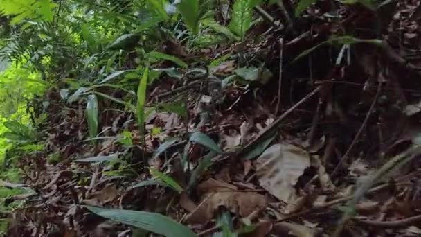 Beautiful tropical green forest nature in lush — Stock Video