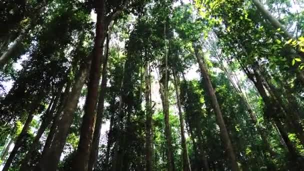 Prachtige Tropische Groene Bos Natuur Weelderige — Stockvideo