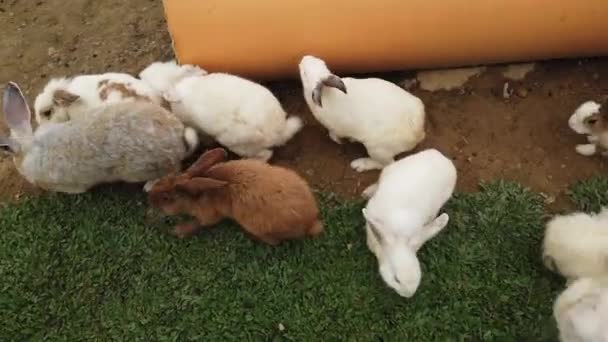 Bedårande fluffiga Bunny kaniner i bakgård — Stockvideo