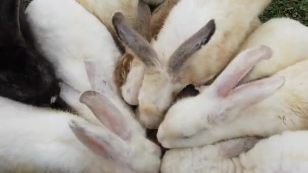 裏庭で愛らしいふわふわウサギ — ストック動画