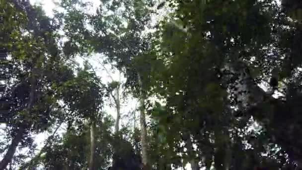 Hermosa Naturaleza Bosque Verde Tropical Exuberante — Vídeo de stock