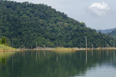 Royal Belum State Park, Perak Malezya 'da tropikal yağmur ormanlarının güzel doğası.