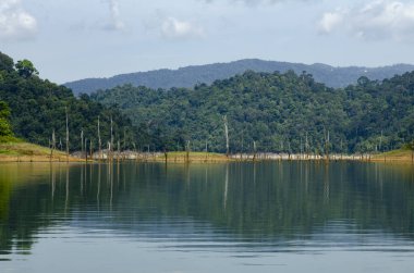 Royal Belum State Park, Perak Malezya 'da tropikal yağmur ormanlarının güzel doğası.