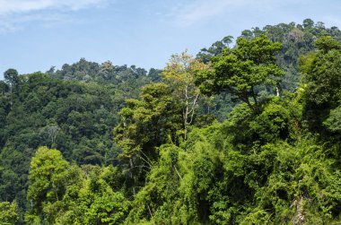 Royal Belum State Park, Perak Malezya 'da tropikal yağmur ormanlarının güzel doğası.