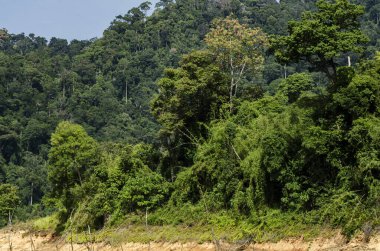 Royal Belum State Park, Perak Malezya 'da tropikal yağmur ormanlarının güzel doğası.