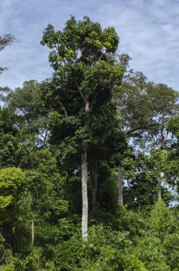Royal Belum State Park, Perak Malezya 'da tropikal yağmur ormanlarının güzel doğası.