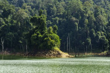 Royal Belum State Park, Perak Malezya 'da tropikal yağmur ormanlarının güzel doğası.