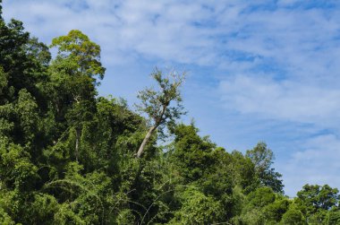 Royal Belum State Park, Perak Malezya 'da tropikal yağmur ormanlarının güzel doğası.