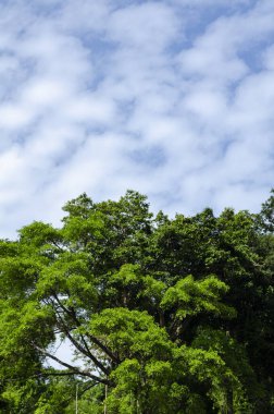 Royal Belum State Park, Perak Malezya 'da tropikal yağmur ormanlarının güzel doğası.