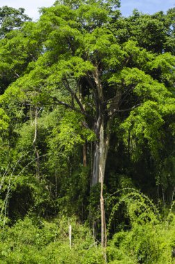 Royal Belum State Park, Perak Malezya 'da tropikal yağmur ormanlarının güzel doğası.