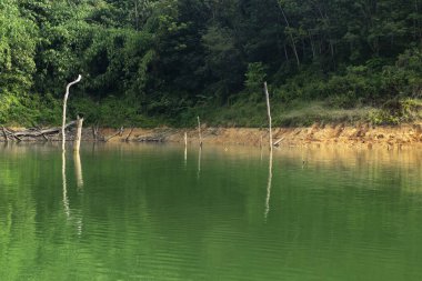 Royal Belum State Park, Perak Malezya 'da tropikal yağmur ormanlarının güzel doğası.
