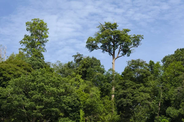 Hermosa Naturaleza Selva Tropical Parque Estatal Royal Belum Perak Malasia — Foto de Stock