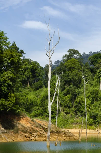 Hermosa Naturaleza Selva Tropical Parque Estatal Royal Belum Perak Malasia — Foto de Stock