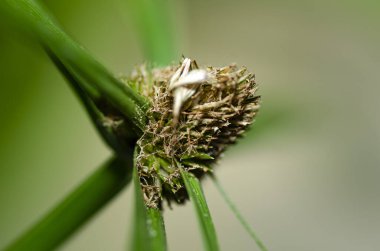 Yakın plan çekim yeşil yabani çim veya çiçek sığ alan arka plan derinliği
