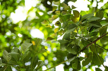 yeşil yapraklar açık güneşli bir günde sığ alan arka planında