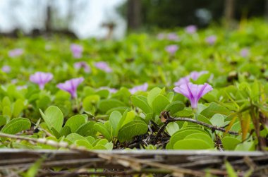 Yabani yeşil bitki ve çiçek kumlu sahilde sığ tarla arka planında büyüdü.