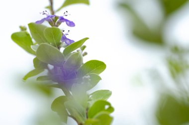 Güzel yabani çiçeklerin sığ tarla derinliğinde makro görüntüsü.